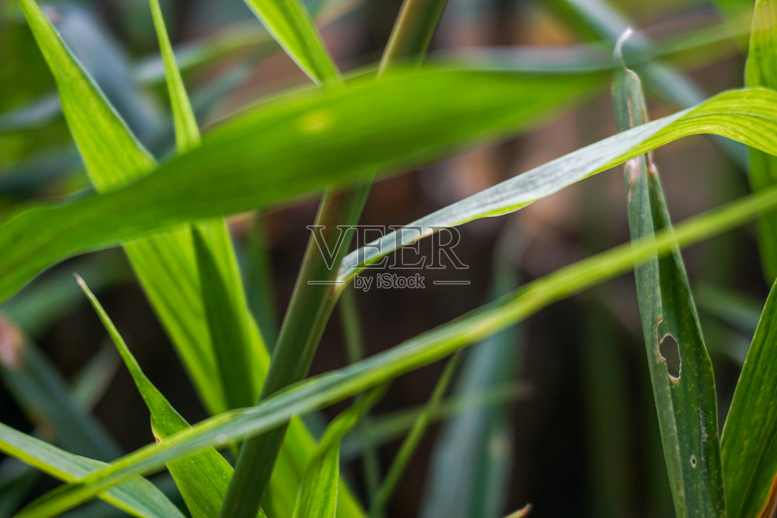 花园和院子里植物的库存照片照片摄影图片