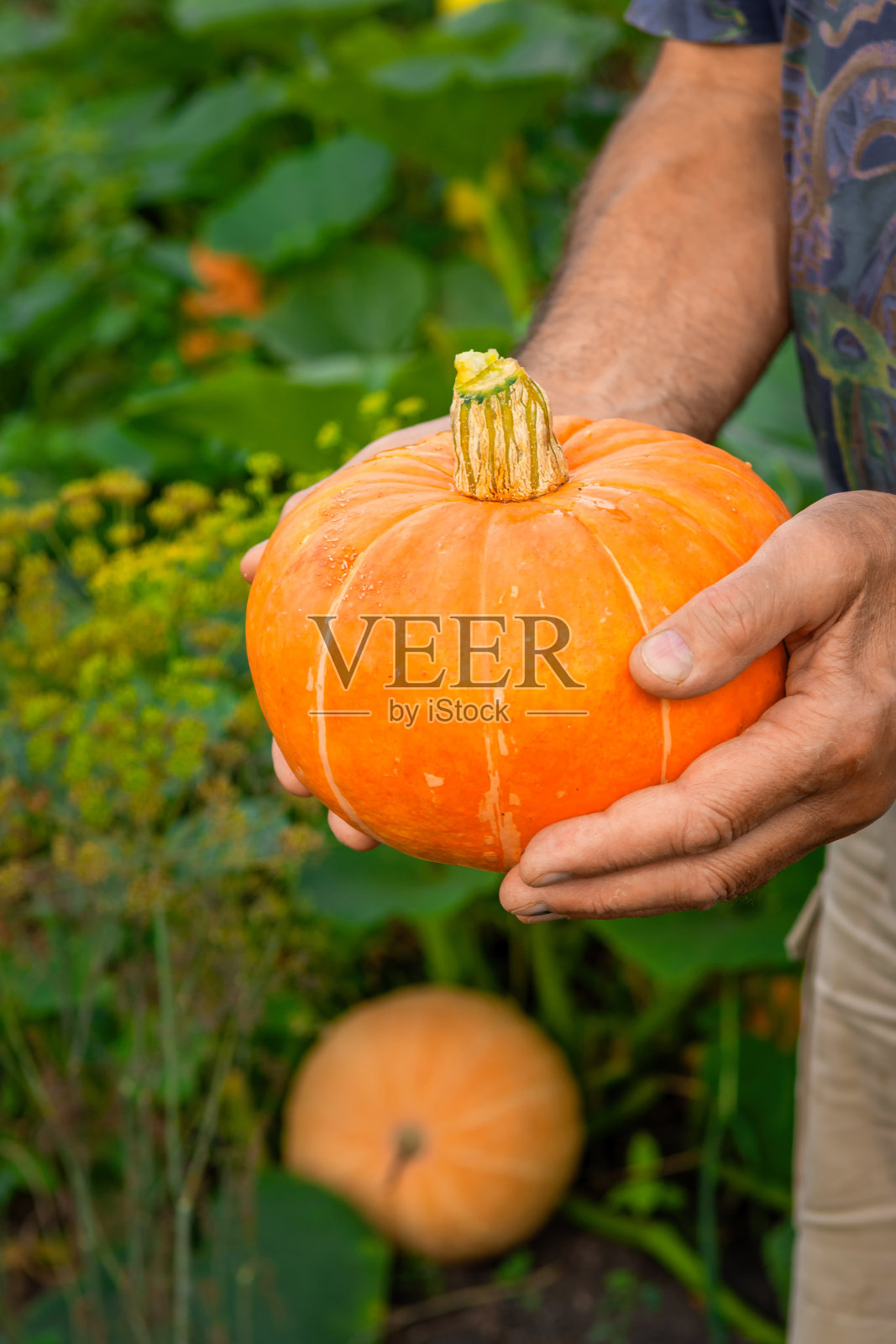 一个人拿着南瓜。准备万圣节。南瓜收获。南瓜在人的手在绿色的背景。照片摄影图片