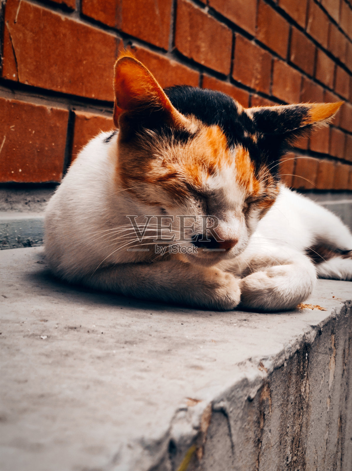 一只猫在睡觉照片摄影图片