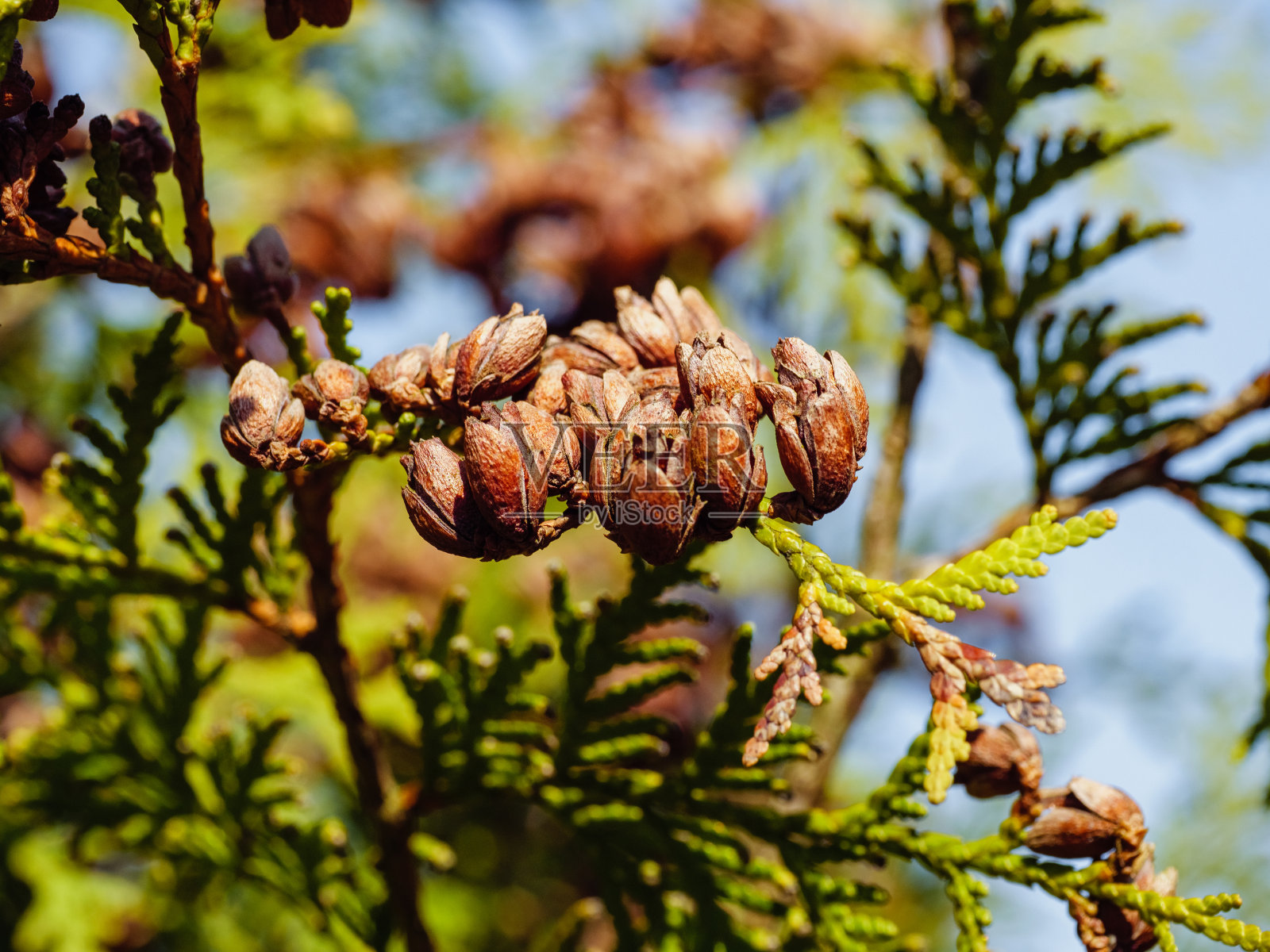 特写中有小球果的树突树树枝照片摄影图片