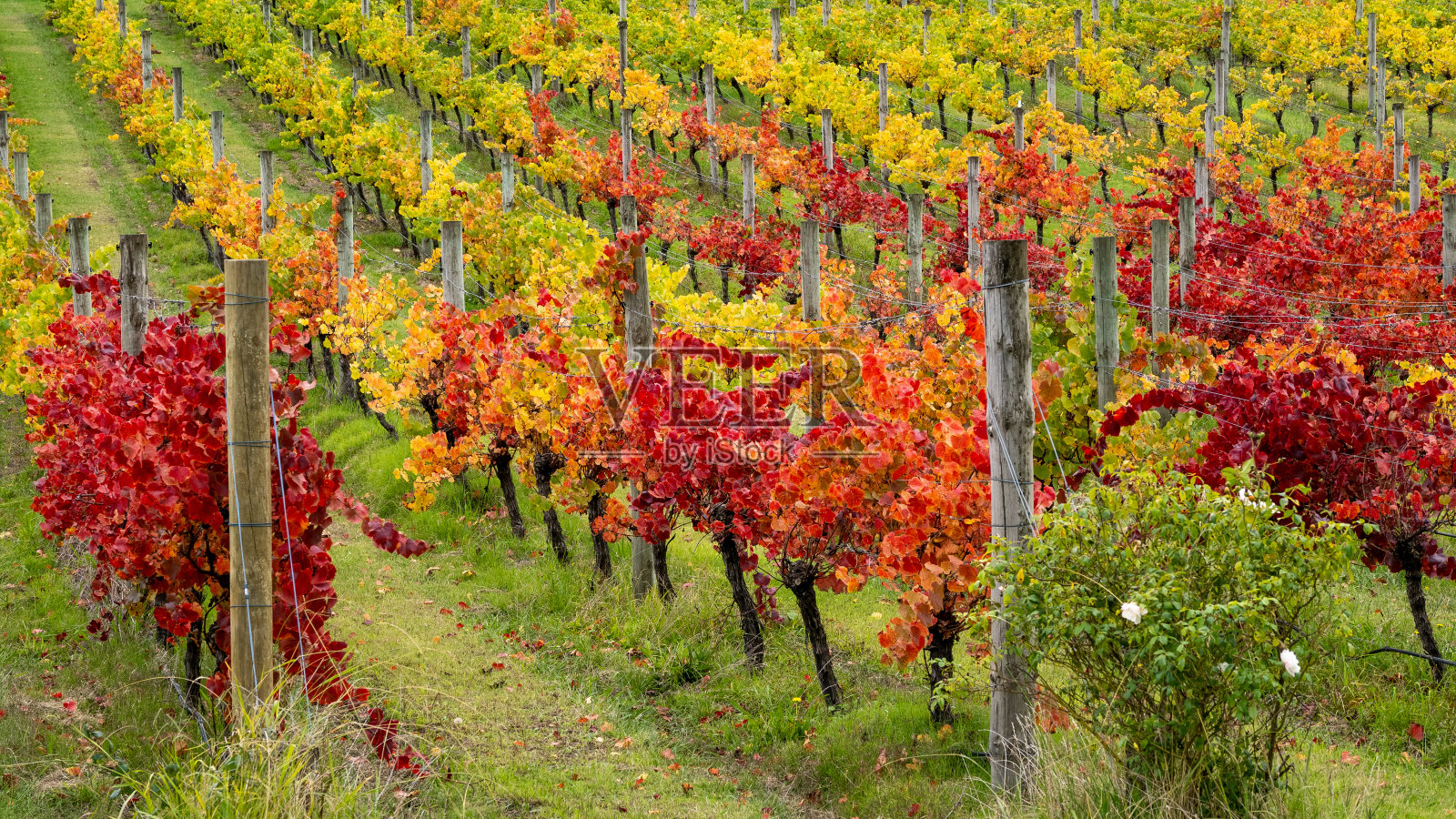 成排的葡萄藤在秋天(秋天)照片摄影图片