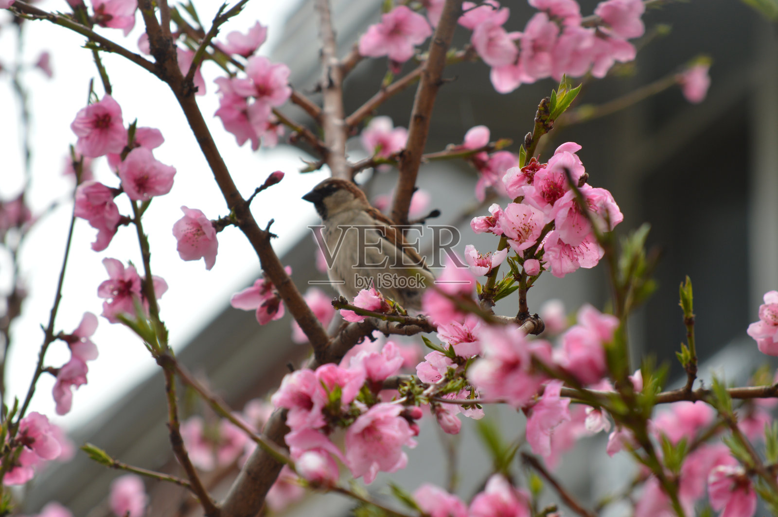 樱桃照片摄影图片