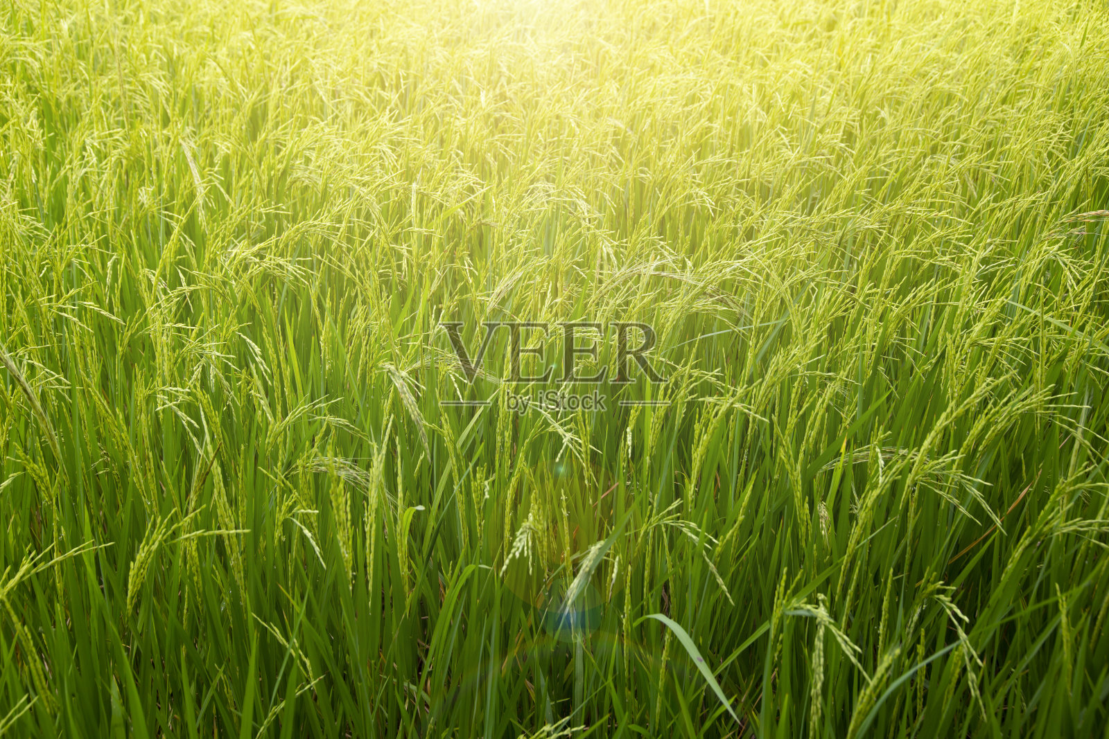 泰国农村的稻田特写。照片摄影图片
