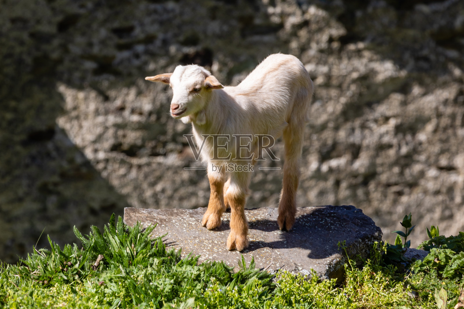 在西班牙阿斯图里亚斯的畜栏里，被称为小山羊的小山羊照片摄影图片