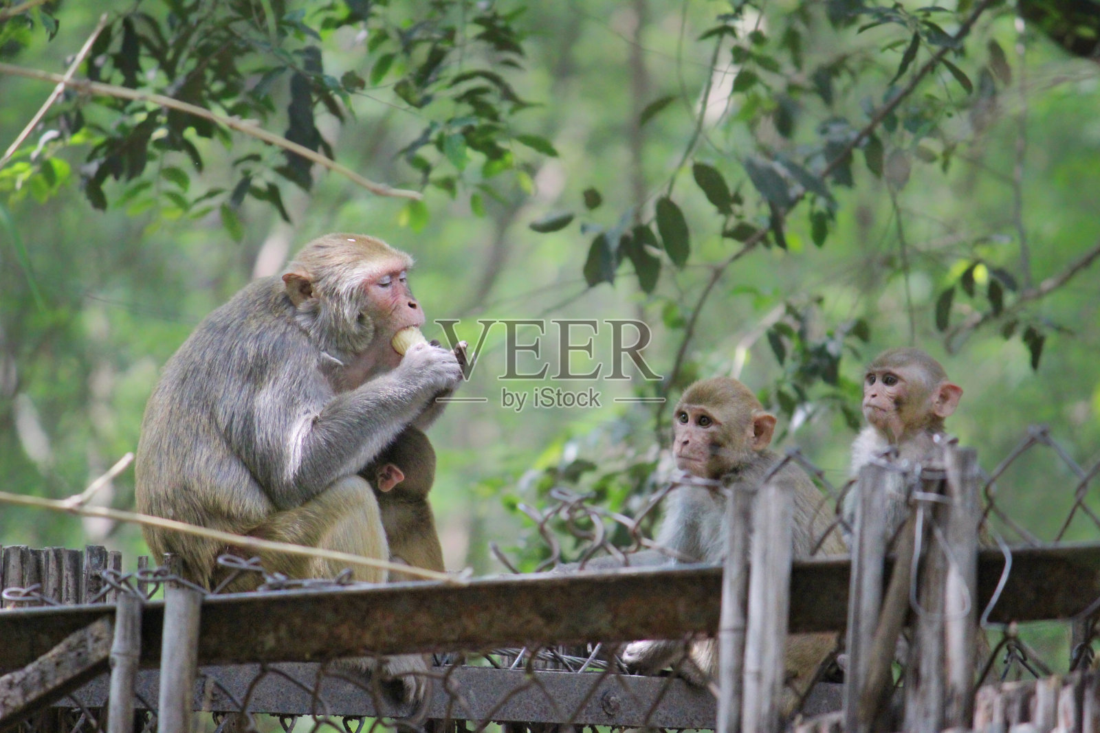 猴子宝宝们等着轮到他们吃美味的冰淇淋照片摄影图片