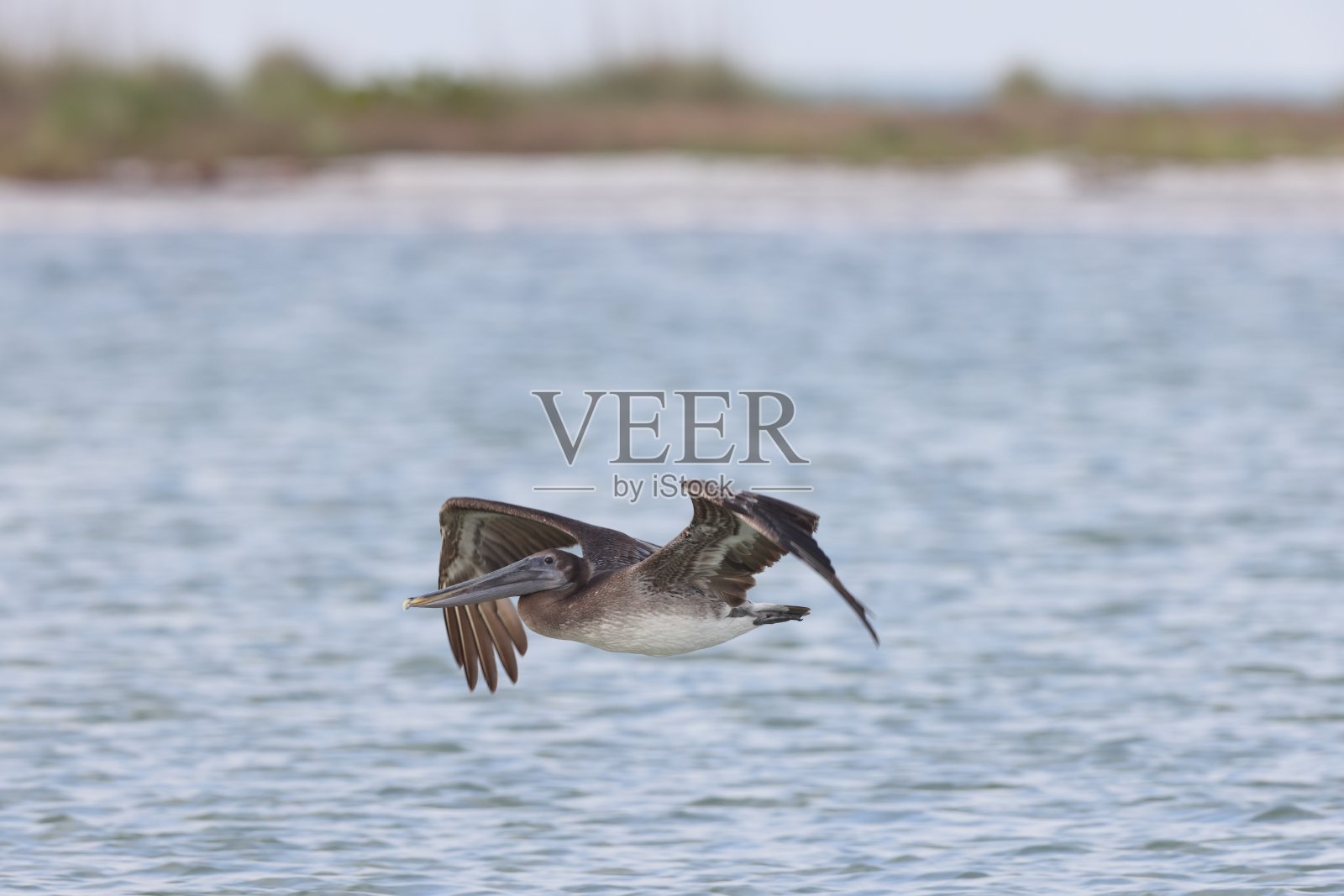 布朗鹈鹕德索托堡公园佛罗里达州美国照片摄影图片