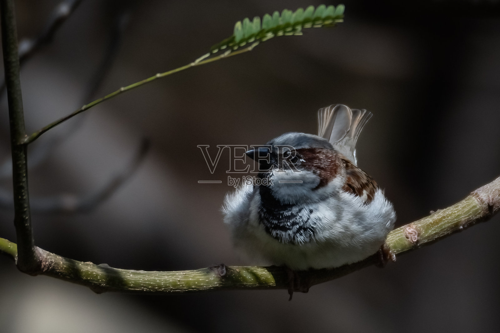 放松的鸟儿照片摄影图片
