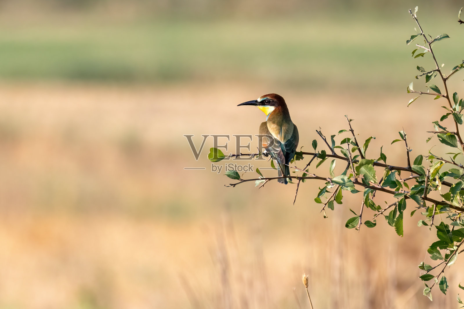 一只欧洲食蜂鸟或梅洛普蜂蜂彩色小鸟坐在树枝上，你好，春天照片摄影图片
