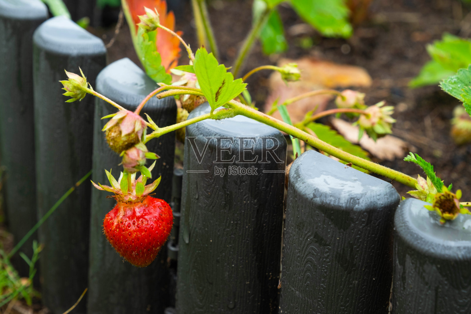 一个成熟多汁的草莓浆果躺在你花园的床上。一个农民夏天在村子里种的环保浆果，收获了照片摄影图片