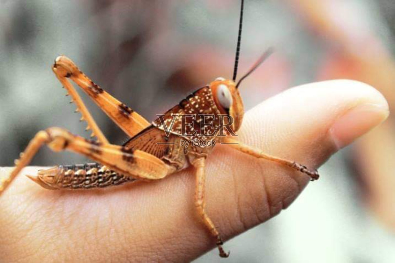 昆虫照片摄影图片