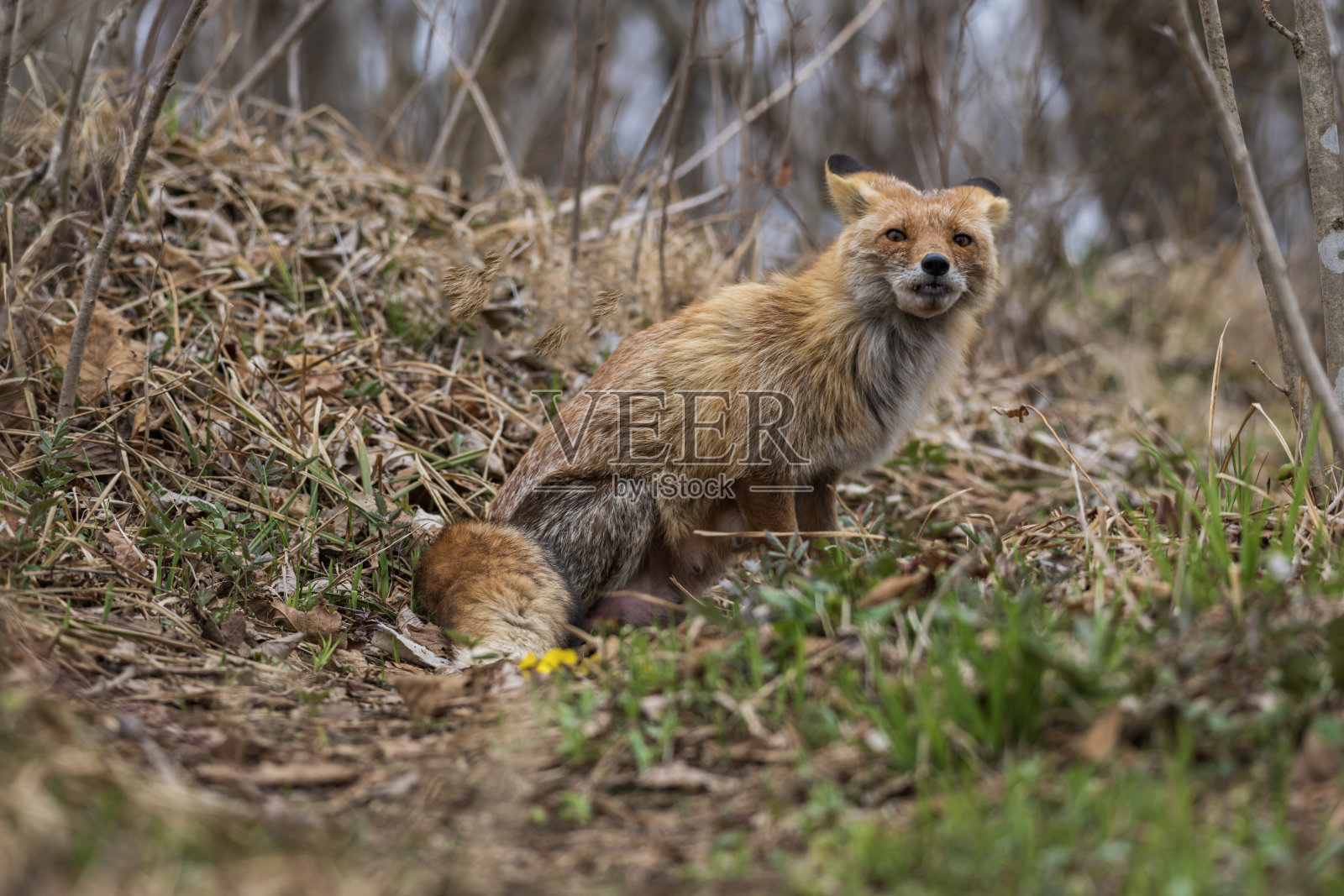 春林里的红狐照片摄影图片