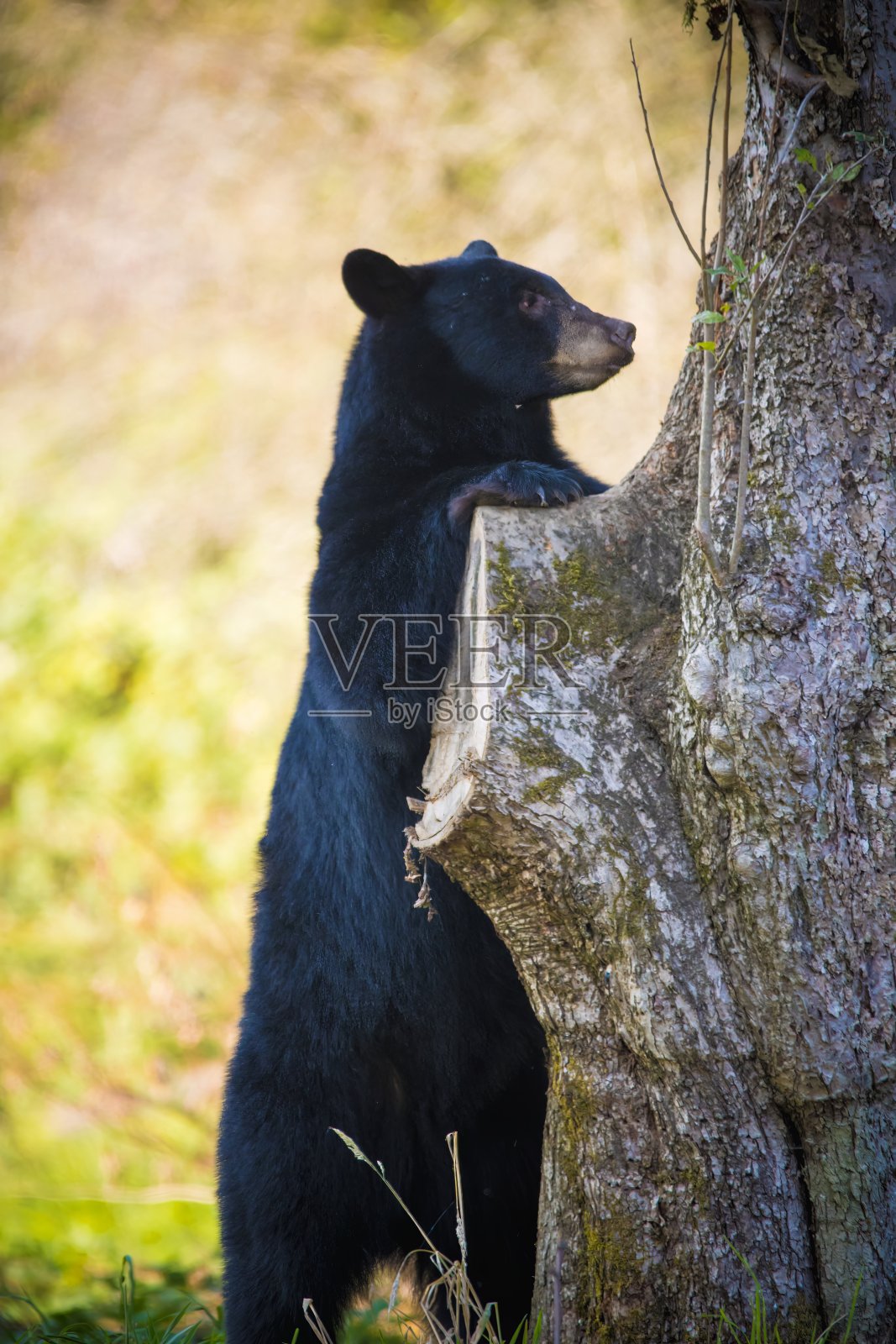 黑熊照片摄影图片