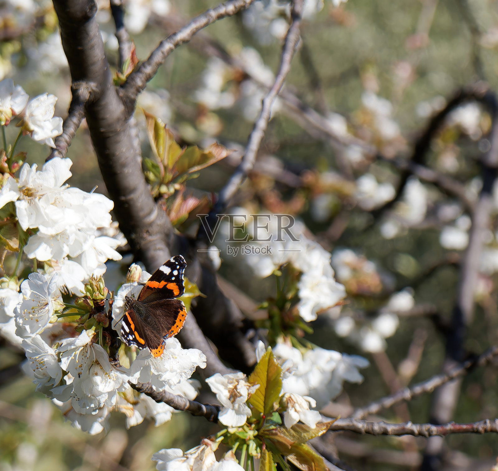 这是一只蝴蝶(凡妮莎·亚特兰大)在一片叶子上。照片摄影图片