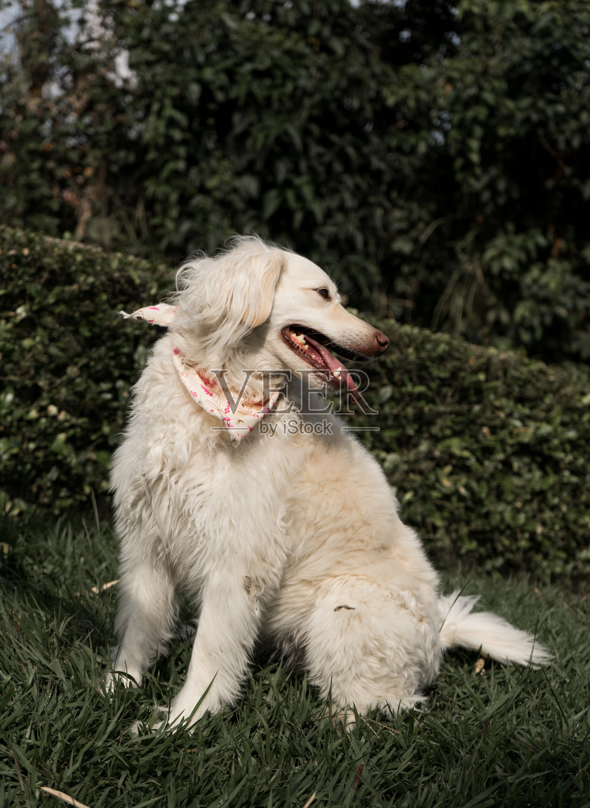 夏天在户外和公园里玩耍的家养狗的肖像照片摄影图片