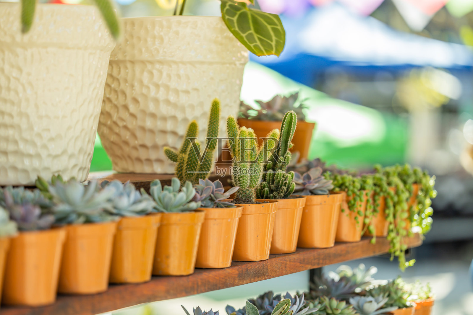 路边摊上的仙人掌和多肉植物。照片摄影图片