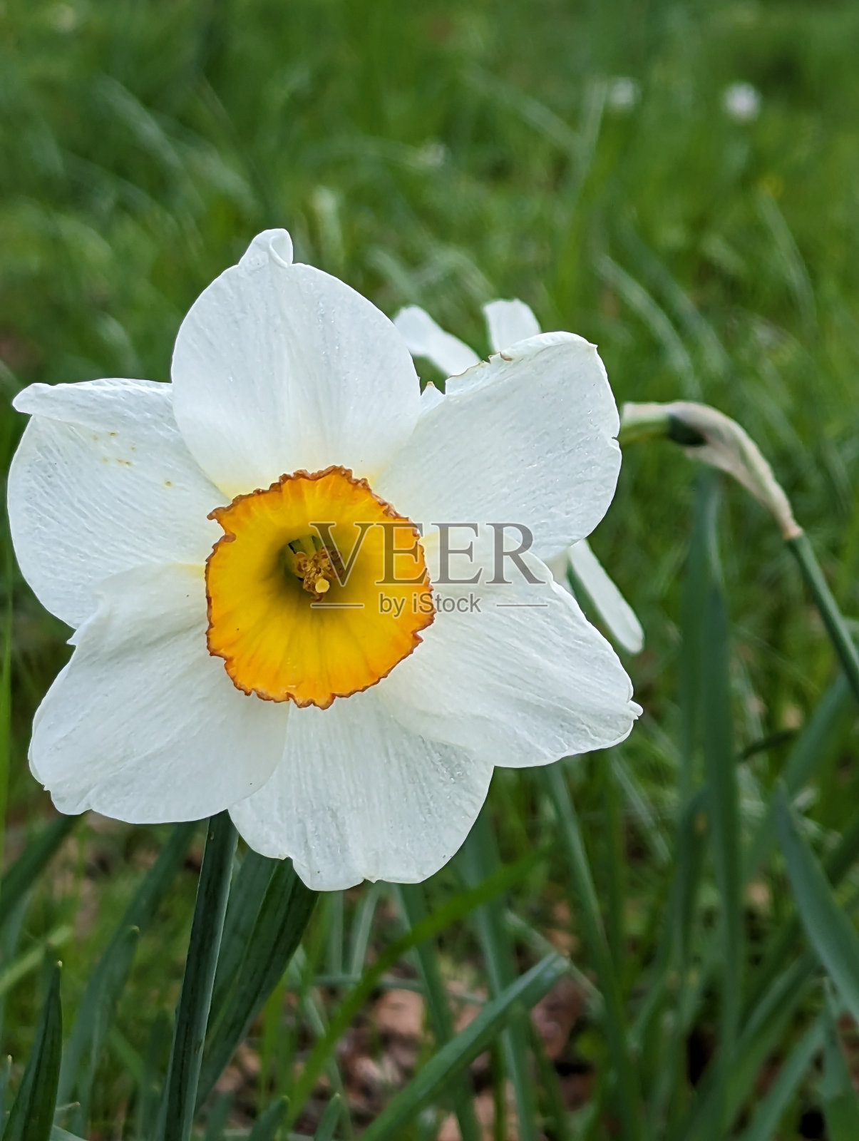 诗人的水仙花照片摄影图片