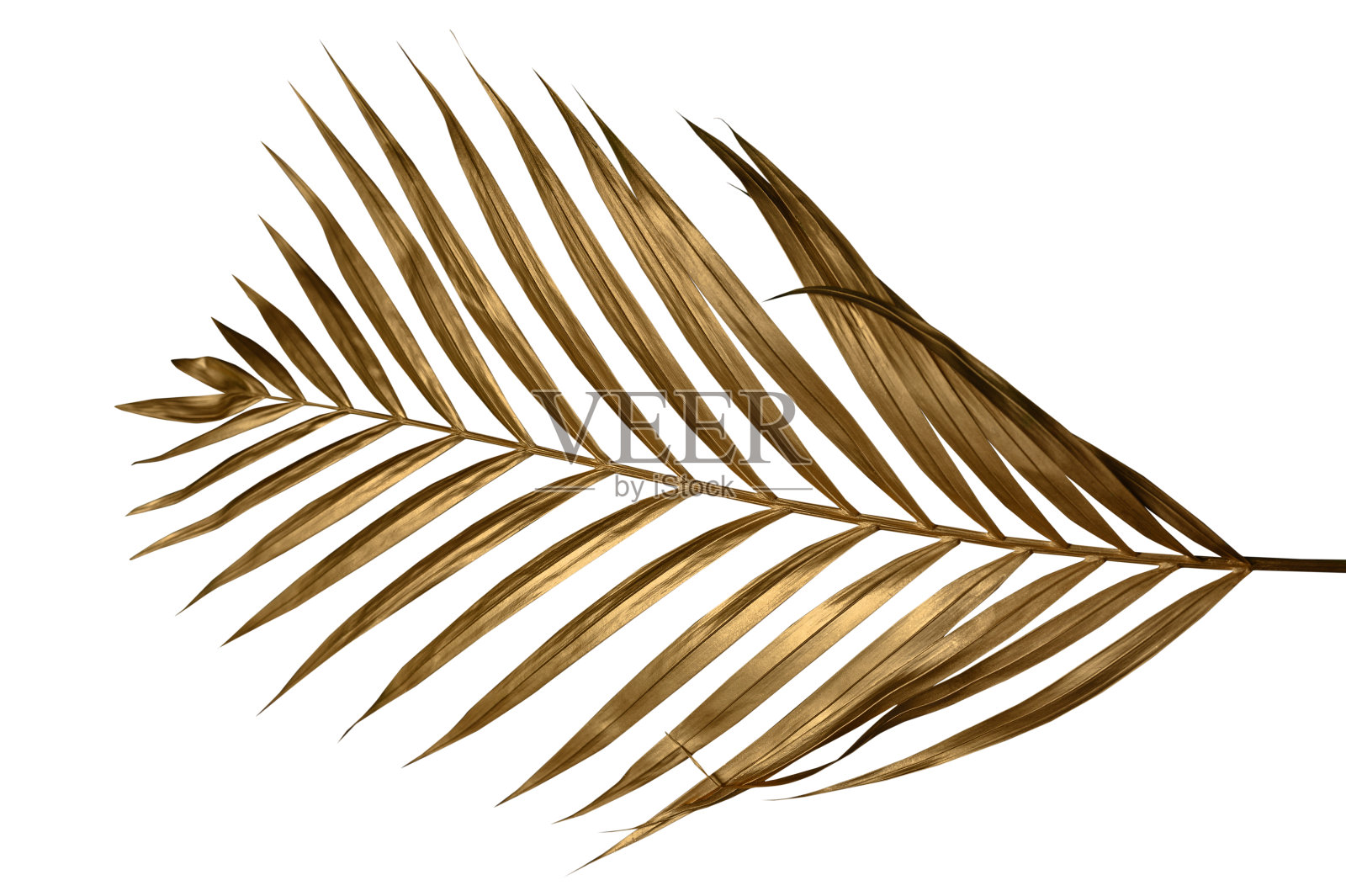 白色背景上的金色树叶。照片摄影图片