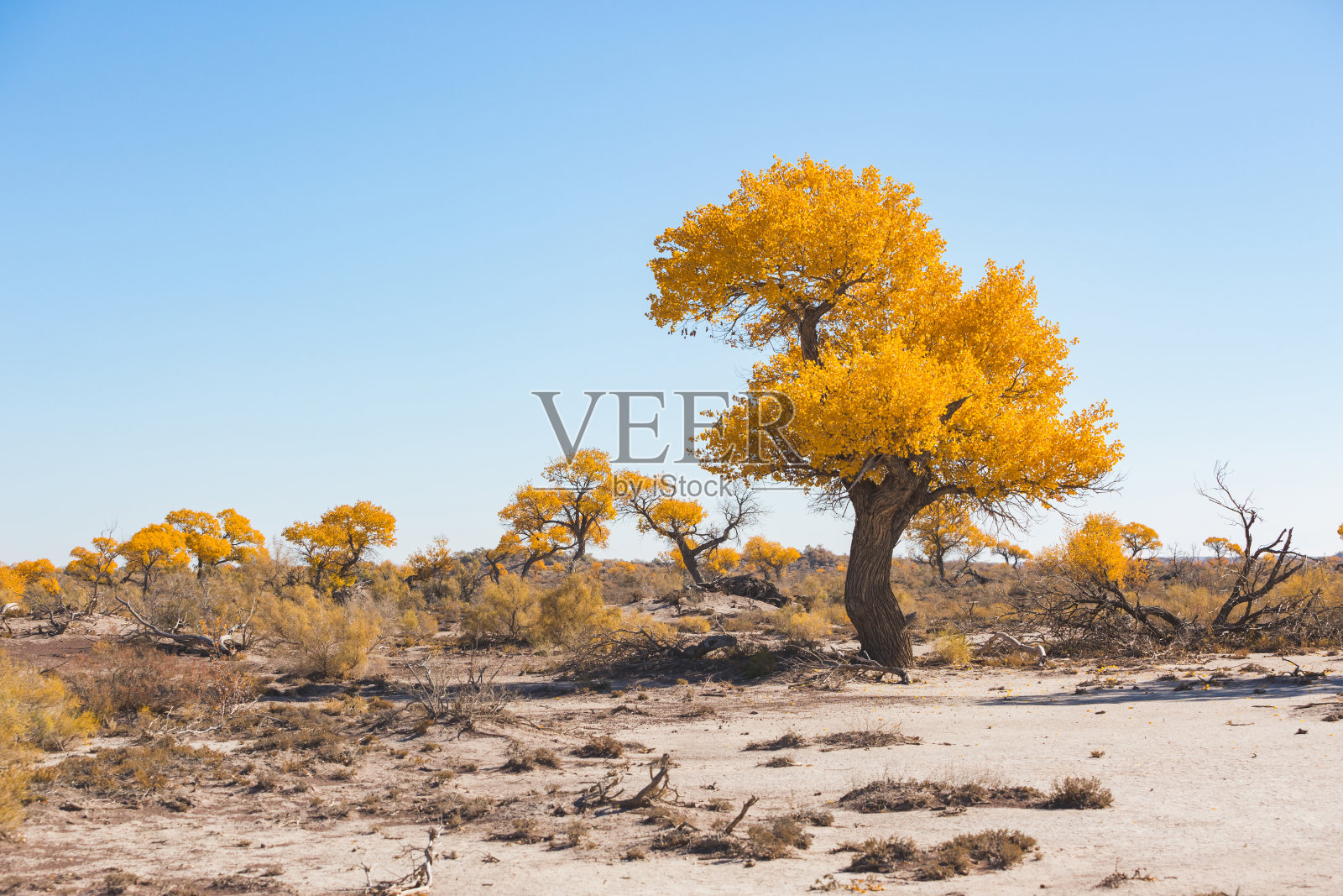 在Altyn Emel国家公园里的图兰加或白杨杂交树。哈萨克斯坦的秋天照片摄影图片