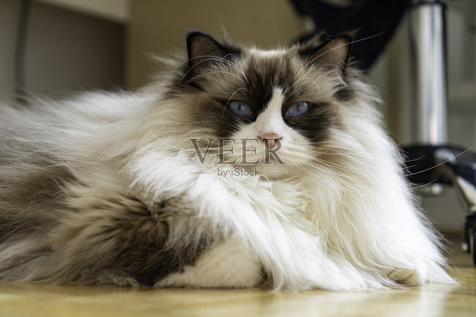 年轻的成年毛茸茸的白色纯种布娃娃猫，蓝眼睛，躺在地板上盯着镜头。照片摄影图片