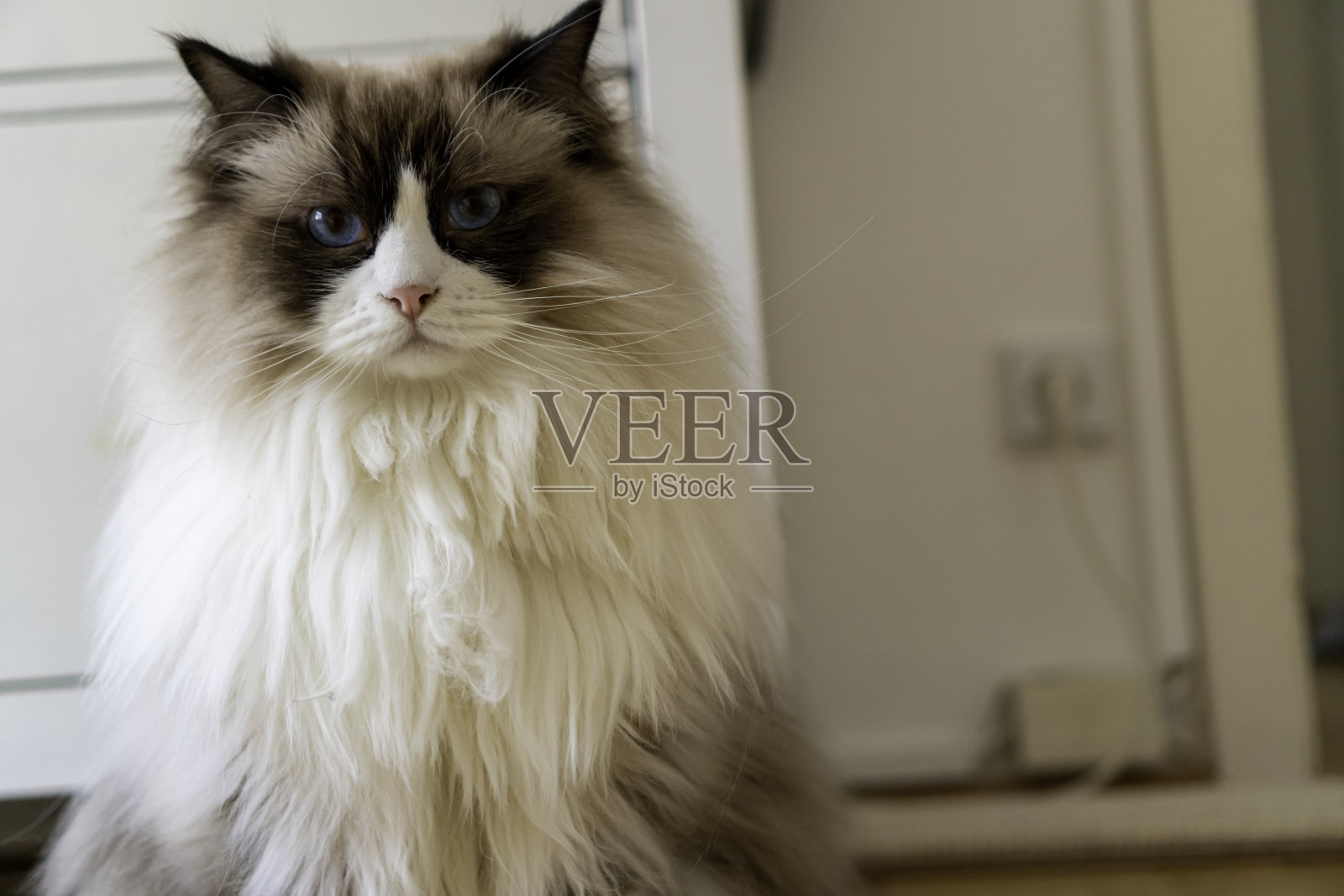 年轻的成年毛茸茸的白色纯种布娃娃猫，蓝眼睛，盯着镜头。照片摄影图片