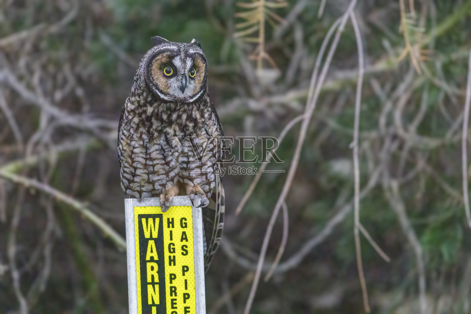有警告标志的长耳猫头鹰，产自加拿大不列颠哥伦比亚省德尔塔照片摄影图片