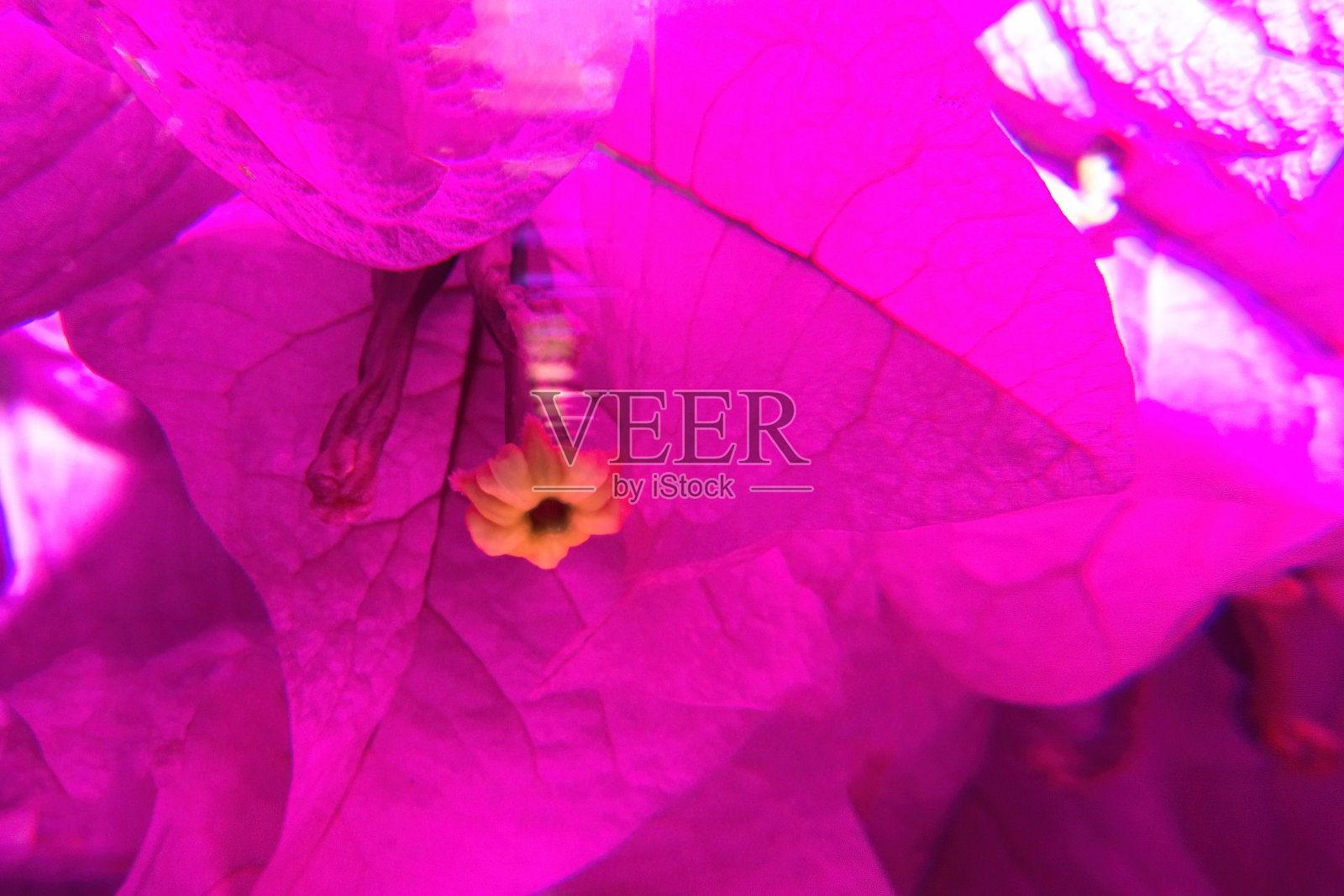 背景微距照片的紫色九重葛花照片摄影图片