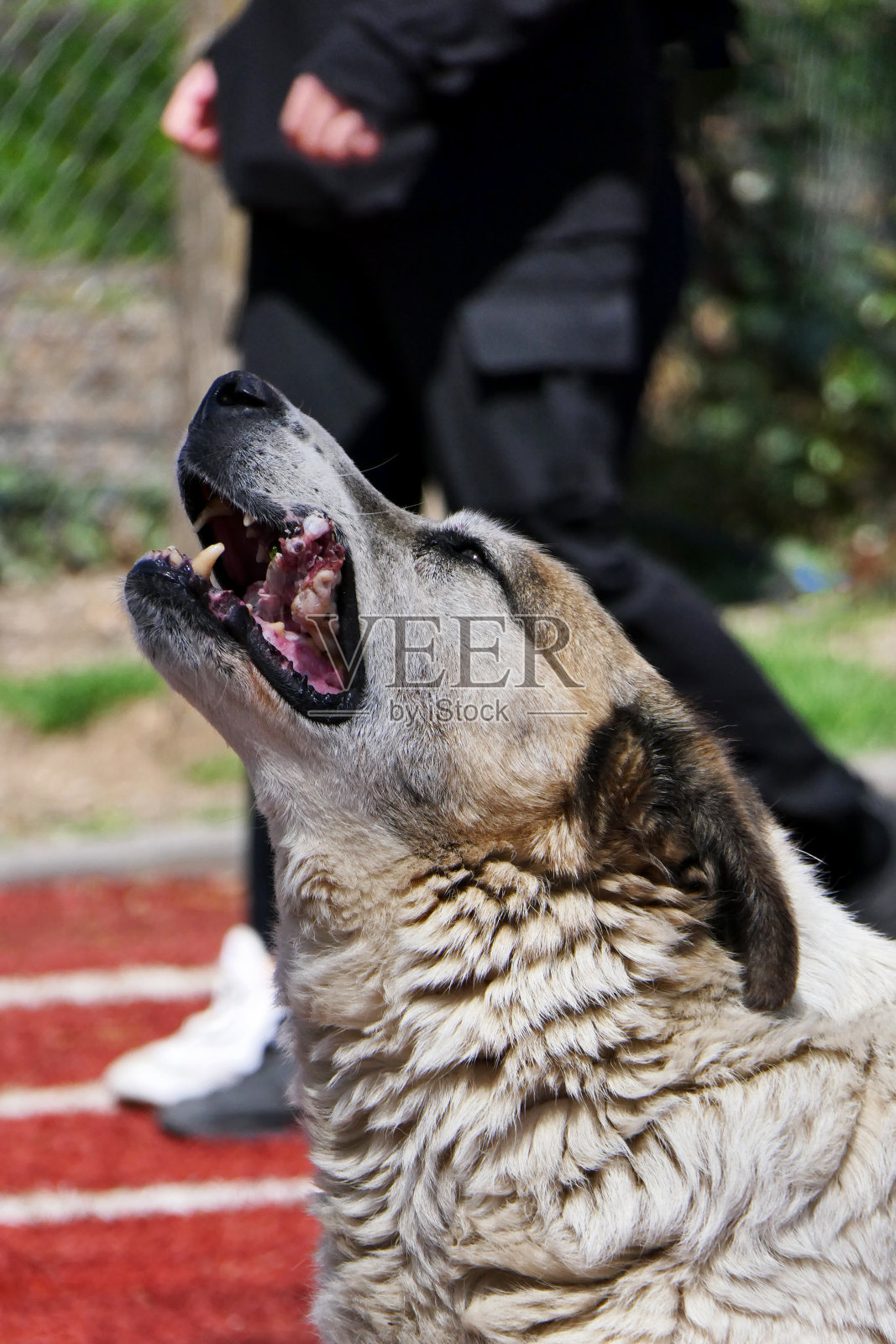 一只流浪狗在公园里吃骨头照片摄影图片