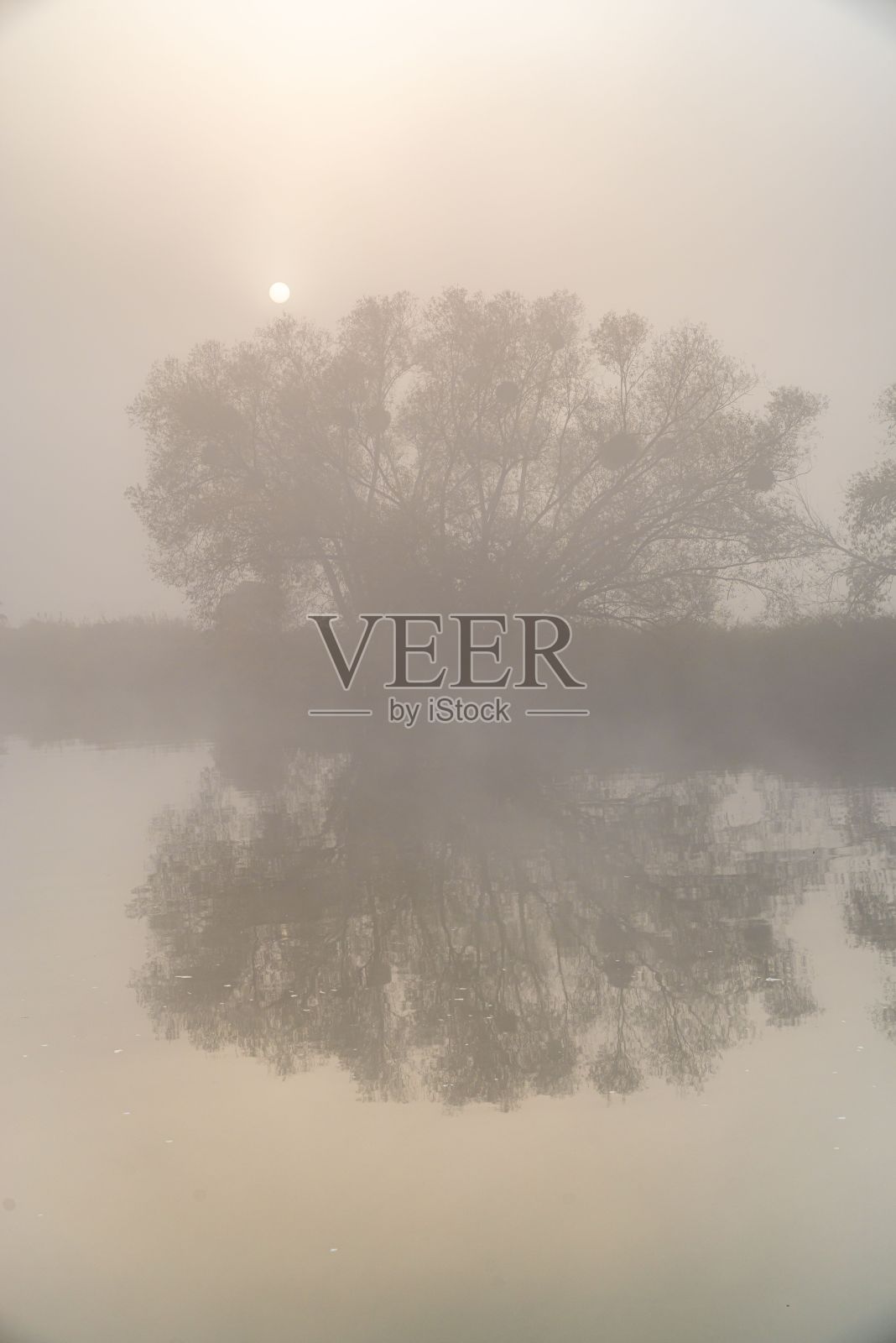 美丽的镜头森林树木横跨湖泊覆盖在雾照片摄影图片