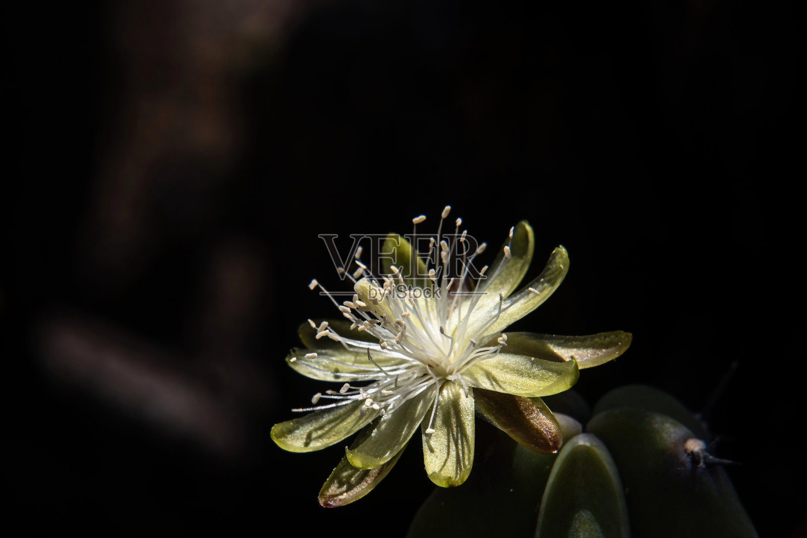 仙人掌:桃金娘的白花照片摄影图片