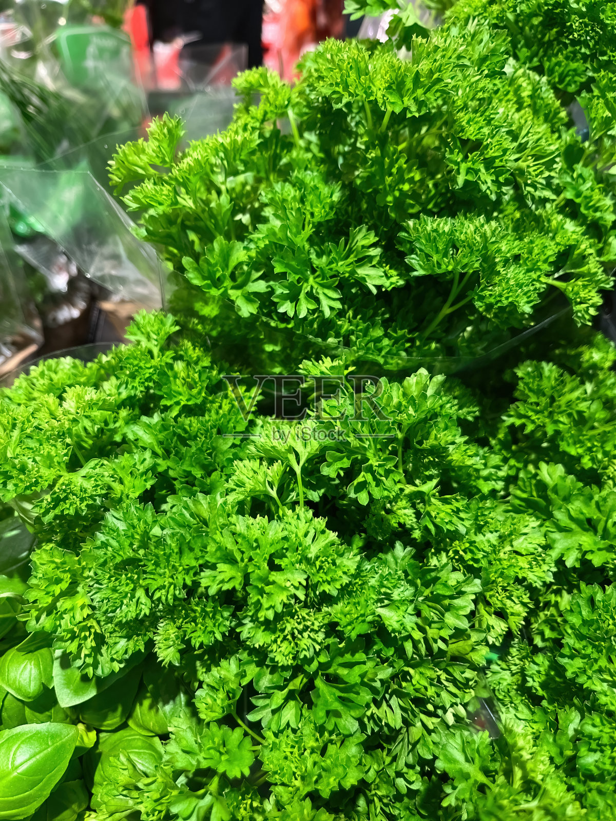 新鲜的绿色欧芹束在杂货店照片摄影图片