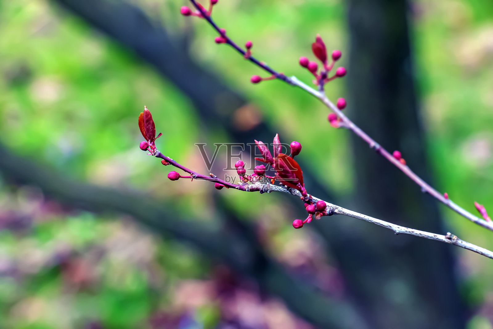 桃李树开花，花粉红色。在模糊的自然花园背景上，樱花的春天树枝。有选择性的重点。新鲜壁纸，自然背景概念照片摄影图片