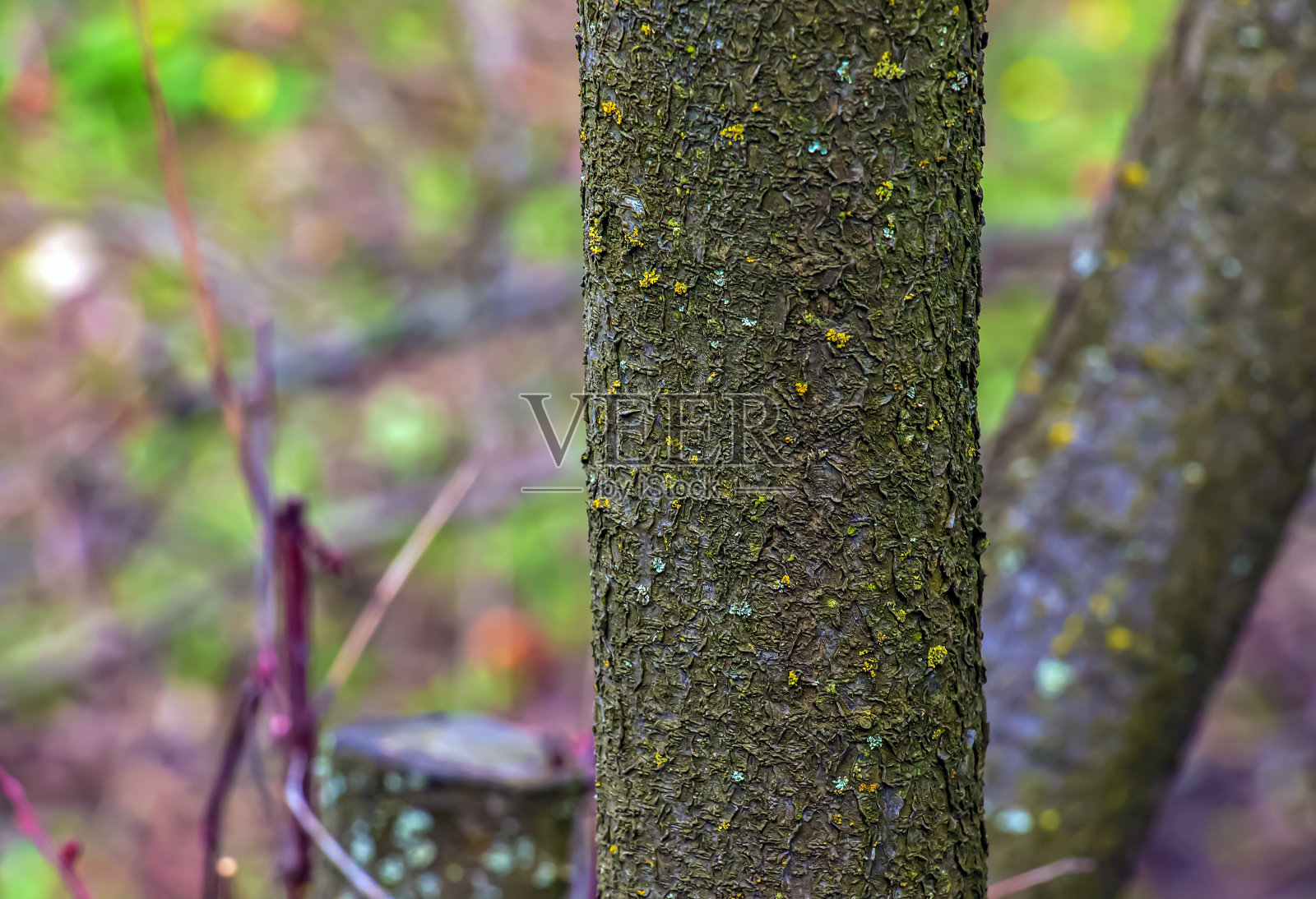 紫叶李树树皮细节。拉丁名称。Prunus cerasifera Pissardii照片摄影图片