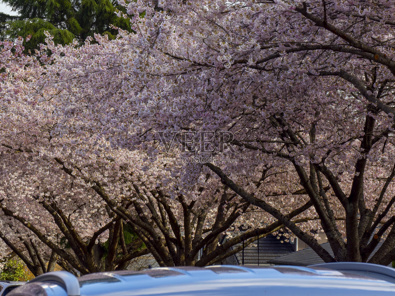 本拿比查尔斯街照片摄影图片