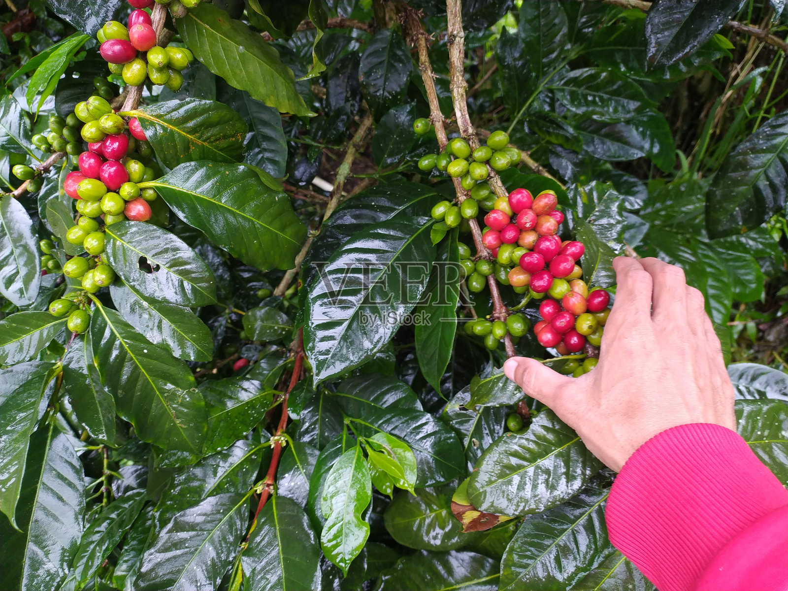 农场手工采摘的阿拉比卡咖啡浆果。罗布斯塔和浆果阿拉比卡咖啡由农民的手，卡莫江，西爪哇，印度尼西亚。照片摄影图片
