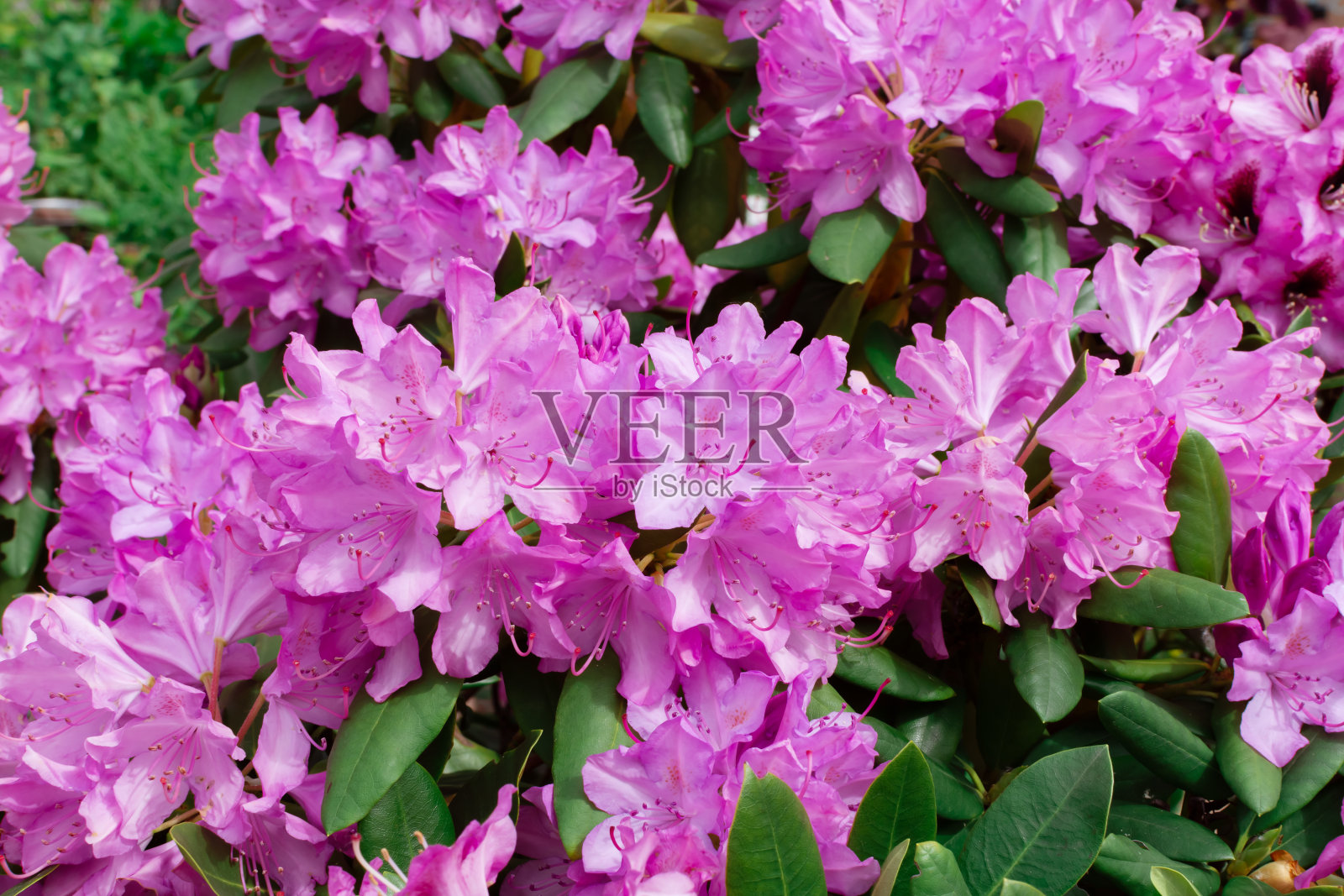 花园里盛开着紫色的杜鹃花照片摄影图片