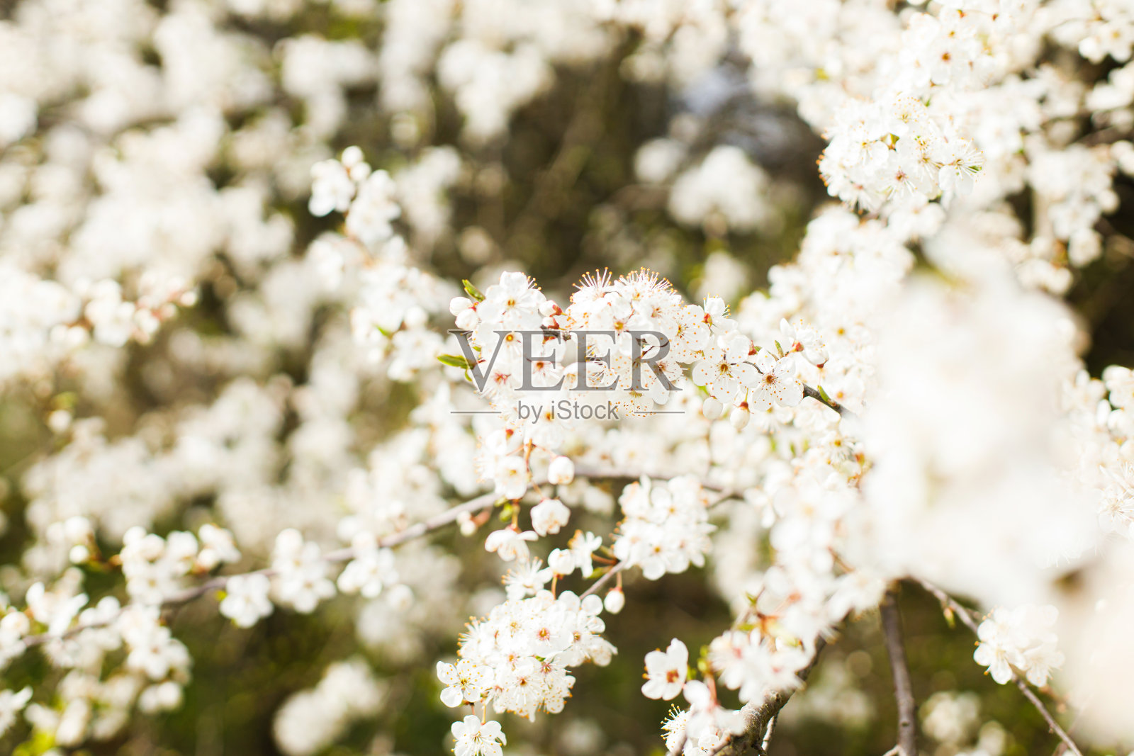 花园中盛开着美丽的樱花。春天的花朵。阳光明媚的果园里开花的樱桃树枝。花的背景照片摄影图片