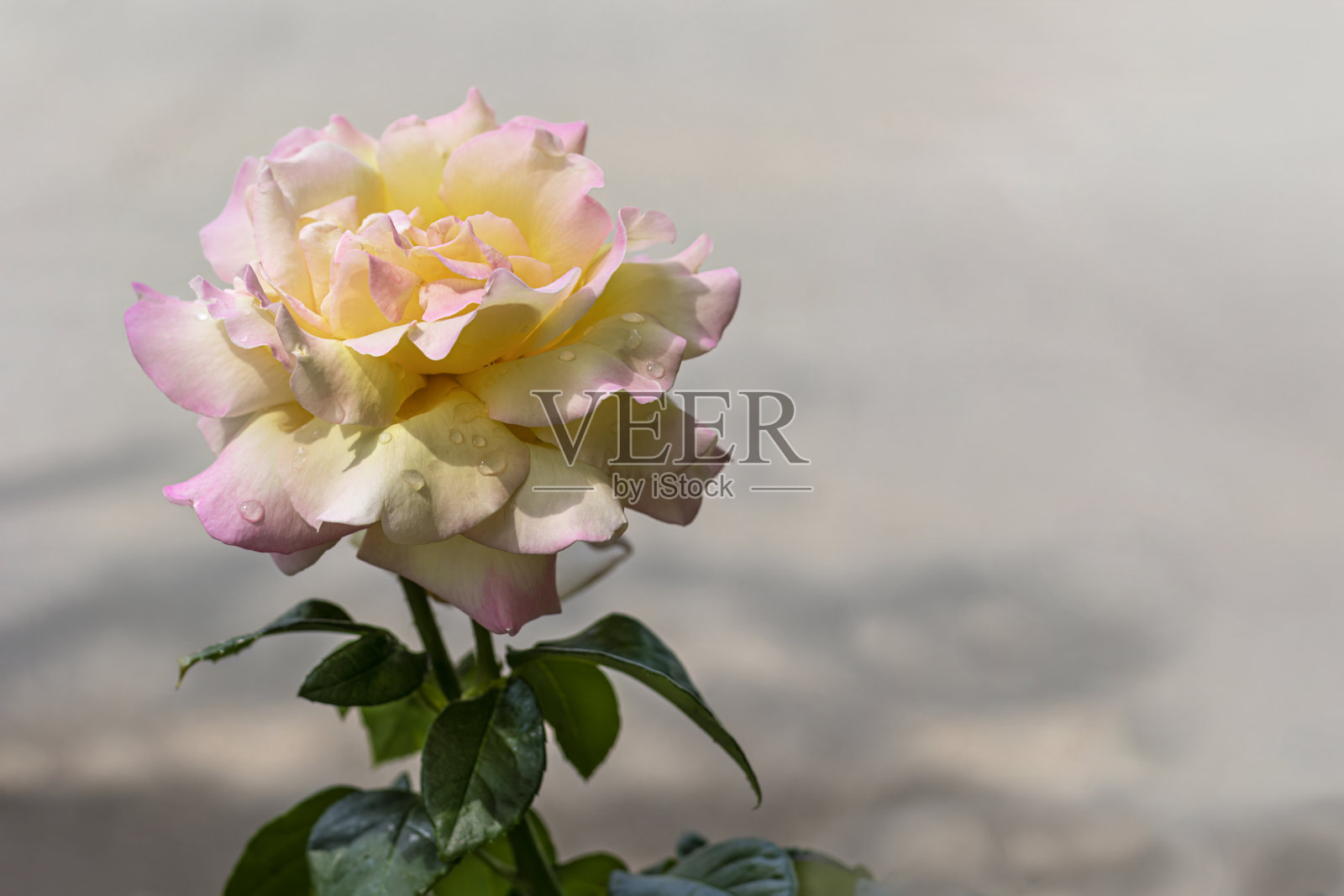 灰色背景上的黄玫瑰照片摄影图片