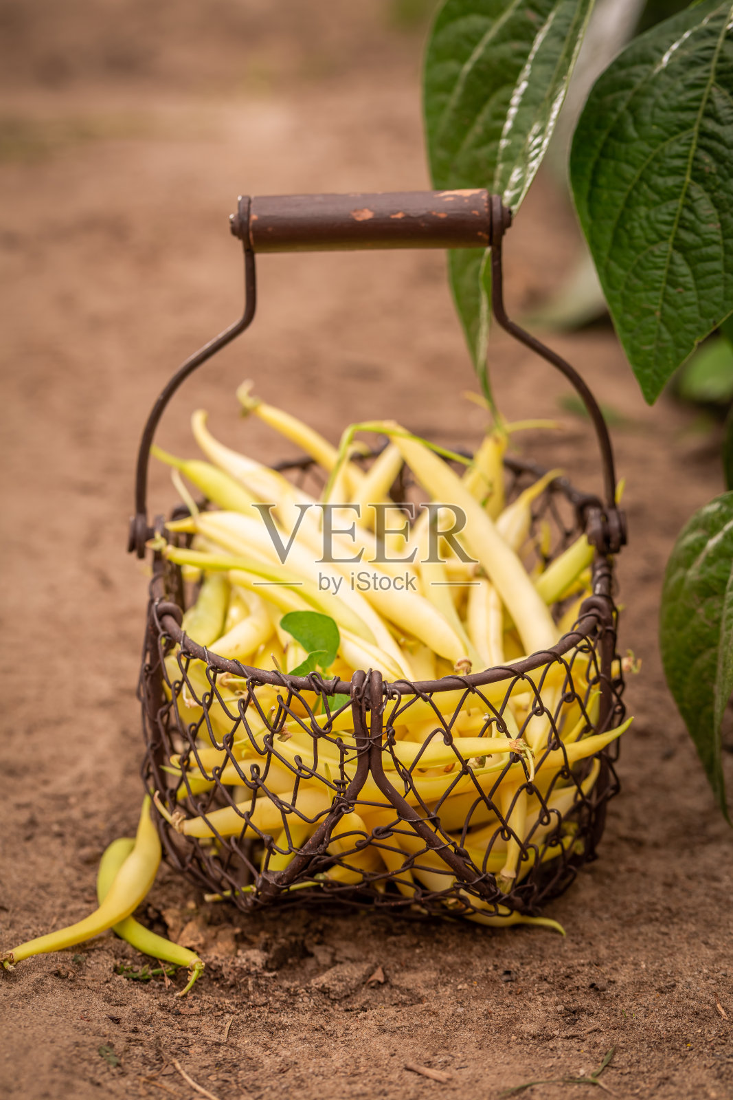 花园里种着健康的生黄豆。照片摄影图片