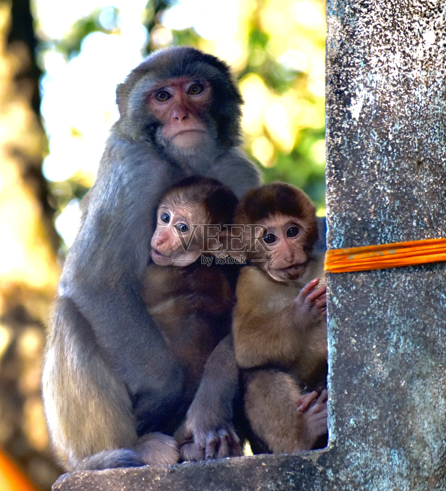 大吉岭林荫道上的猴子妈妈和她的两个孩子照片摄影图片