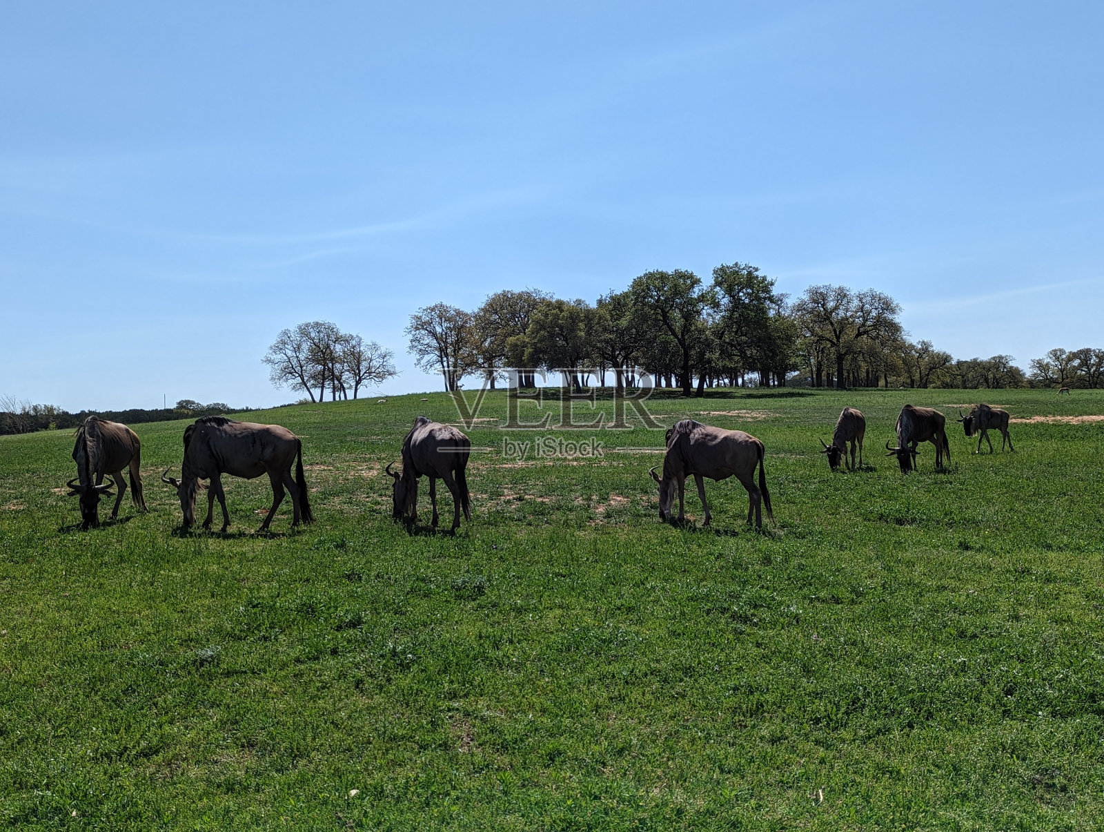 野生动物自然草地牛羚牧群照片摄影图片
