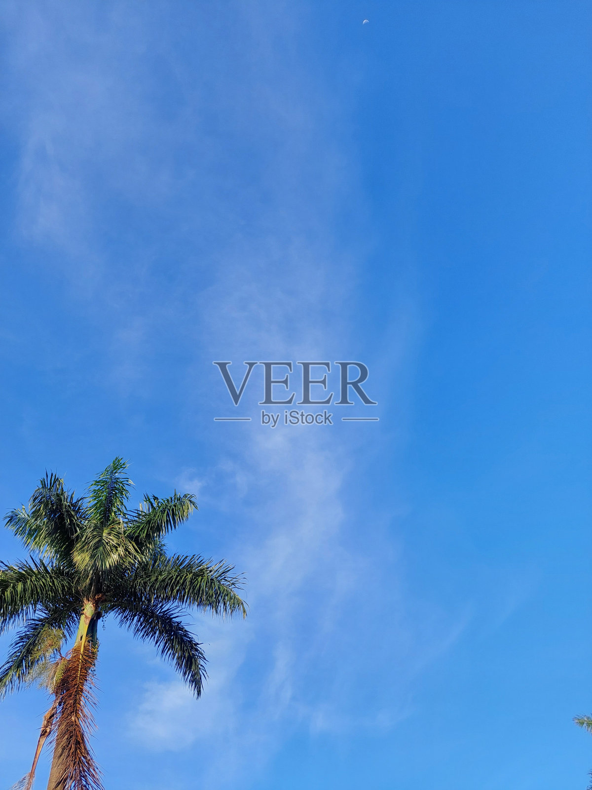 美丽的槟榔在白天，天空是那么的蓝照片摄影图片