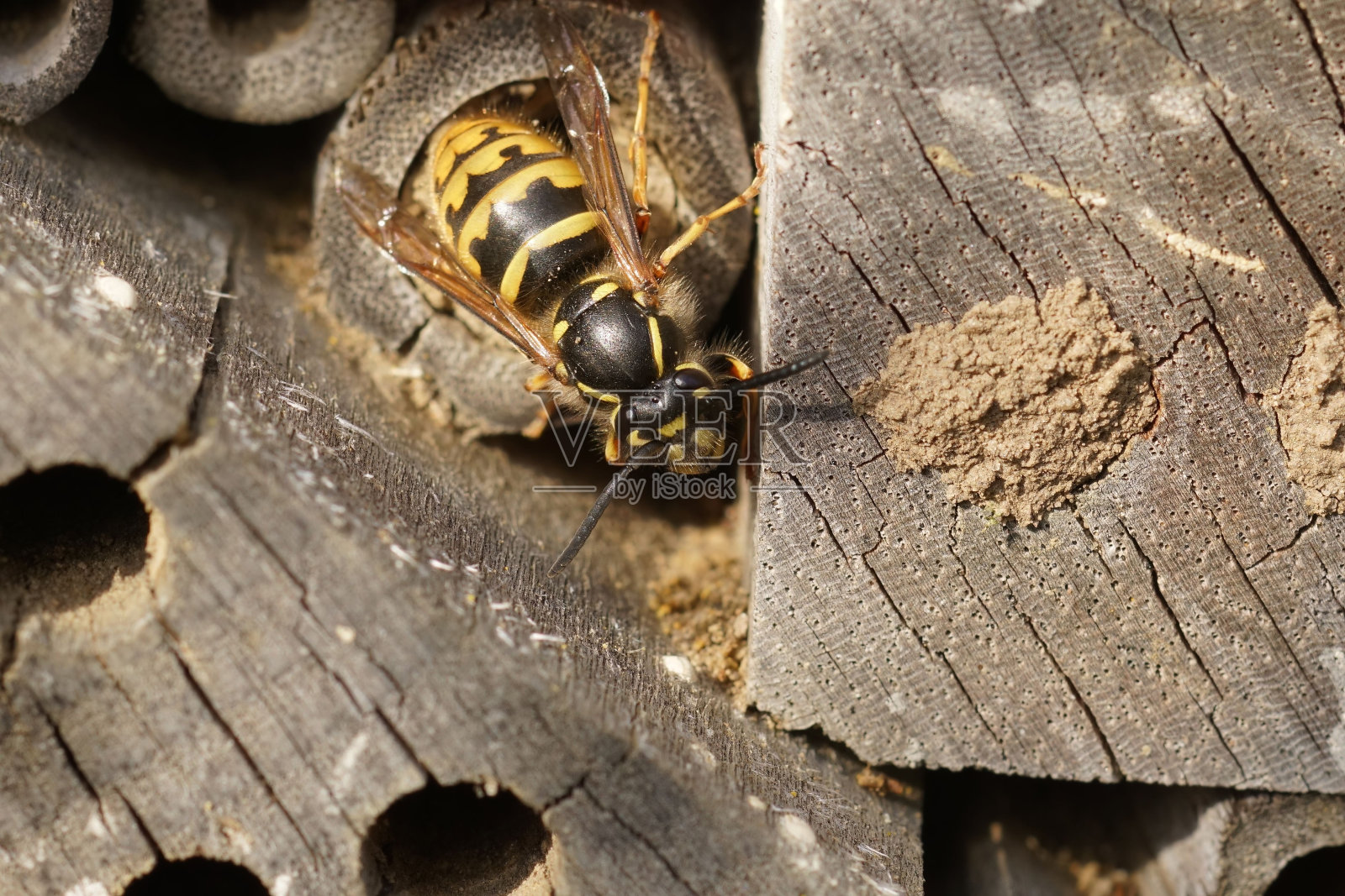 欧洲普通纸黄蜂女王的特写，Vespula vulgaris调查蜜蜂旅馆照片摄影图片