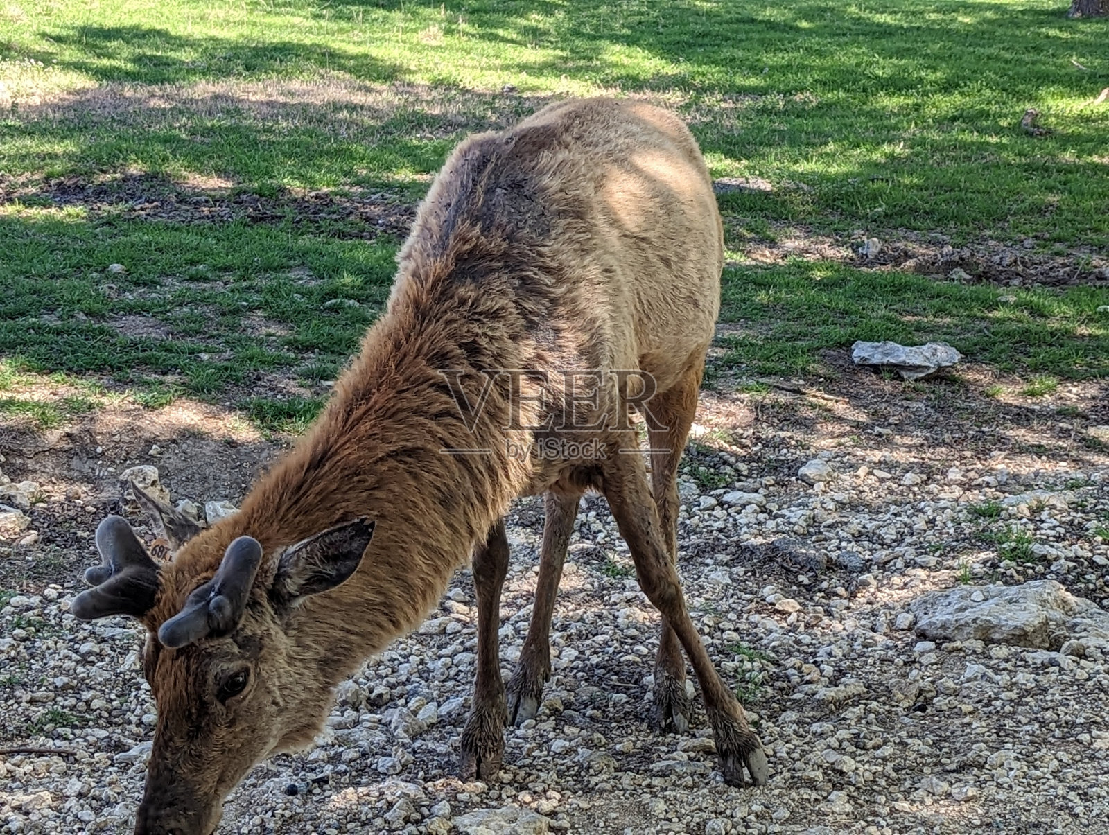 野生动物自然有蹄动物照片摄影图片
