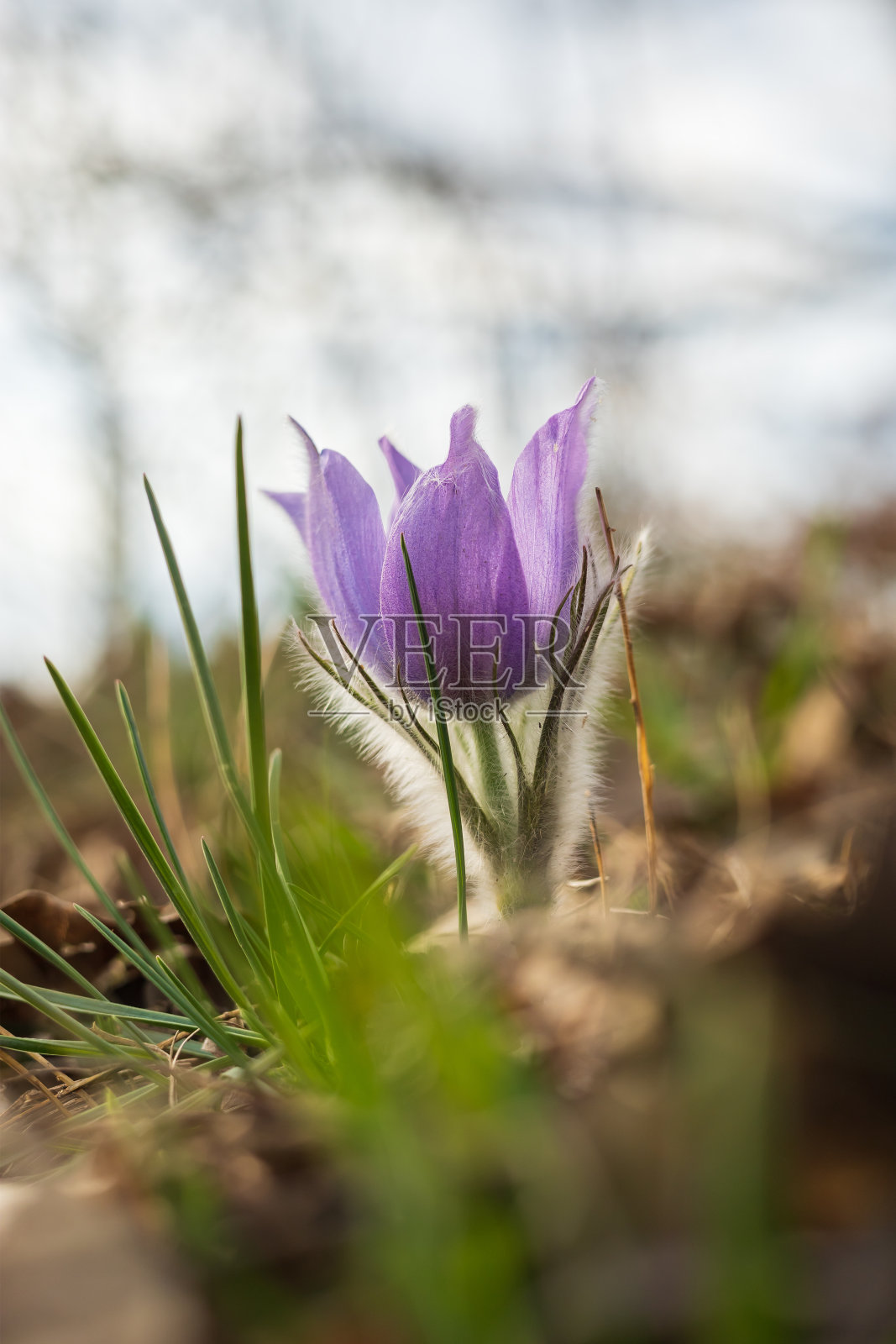 春天田野上的花朵。白头翁的散景效果很好。春天的花。紫色的花。有毒的花。照片摄影图片