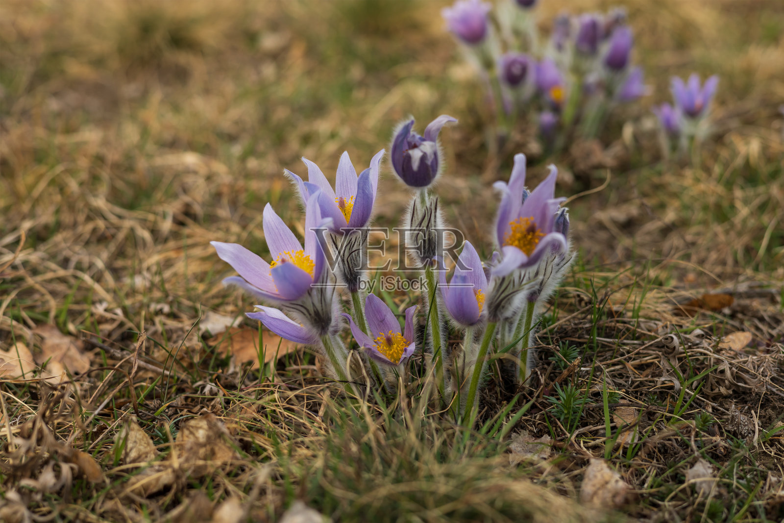 春天田野上的花朵。白头翁的散景效果很好。春天的花。紫色的花。有毒的花。照片摄影图片