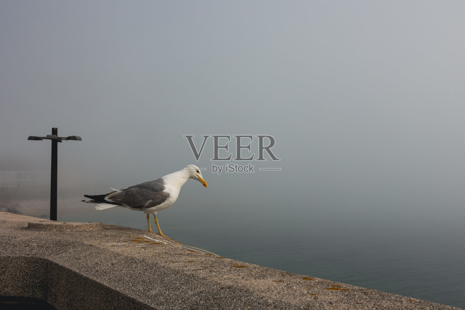 大雾中，一只孤立的海鸥站在海边的石栏上。照片摄影图片