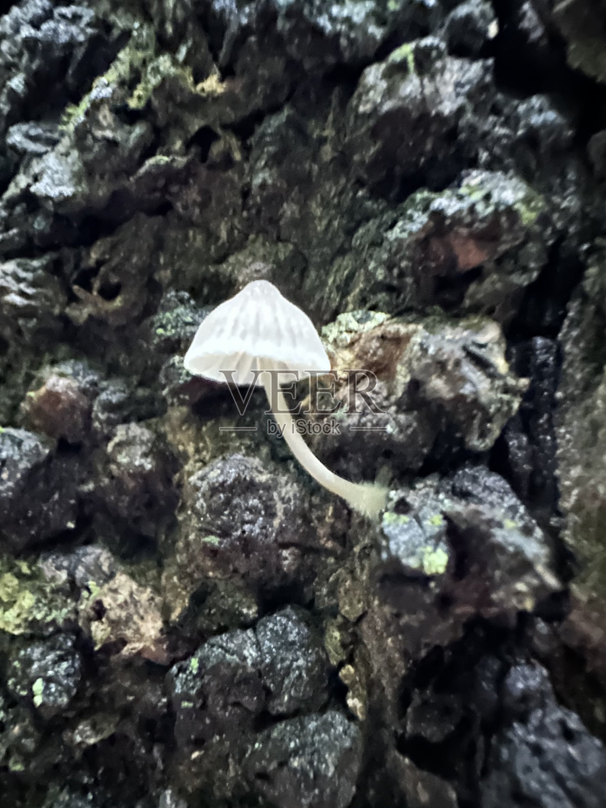 长在树干上的小蘑菇照片摄影图片