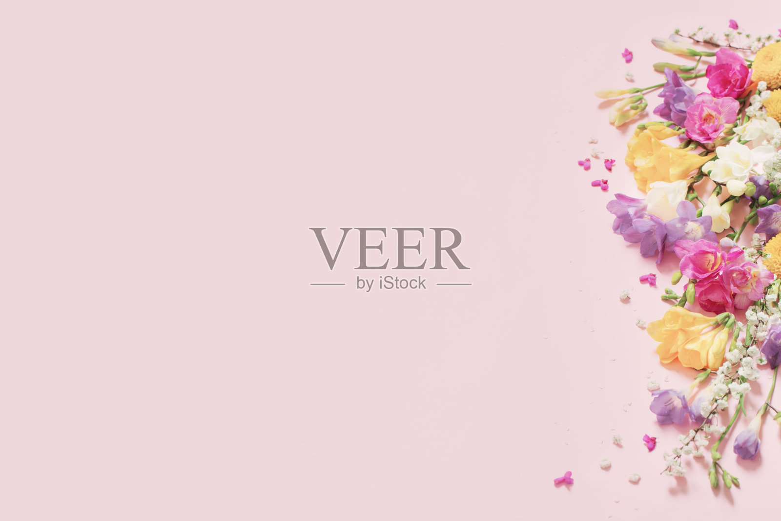 粉嫩的粉红色背景上的春花照片摄影图片