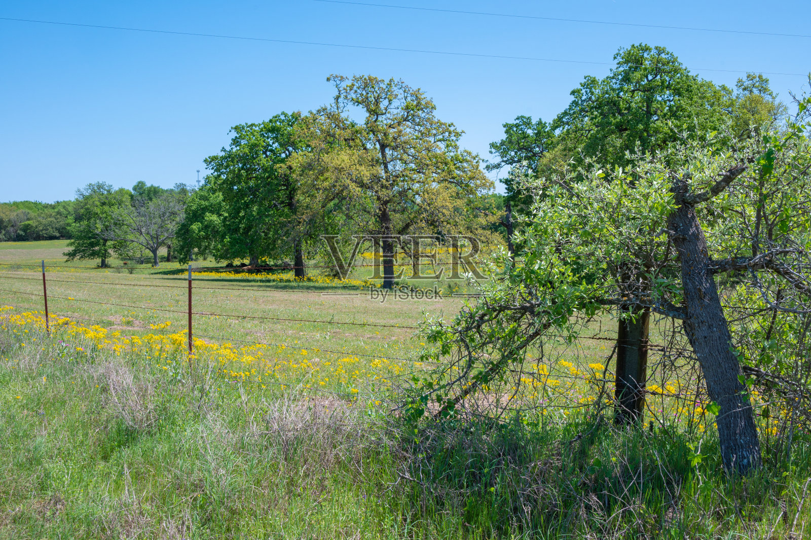 阳光明媚的春日和点缀着野花的郁郁葱葱的风景。照片摄影图片