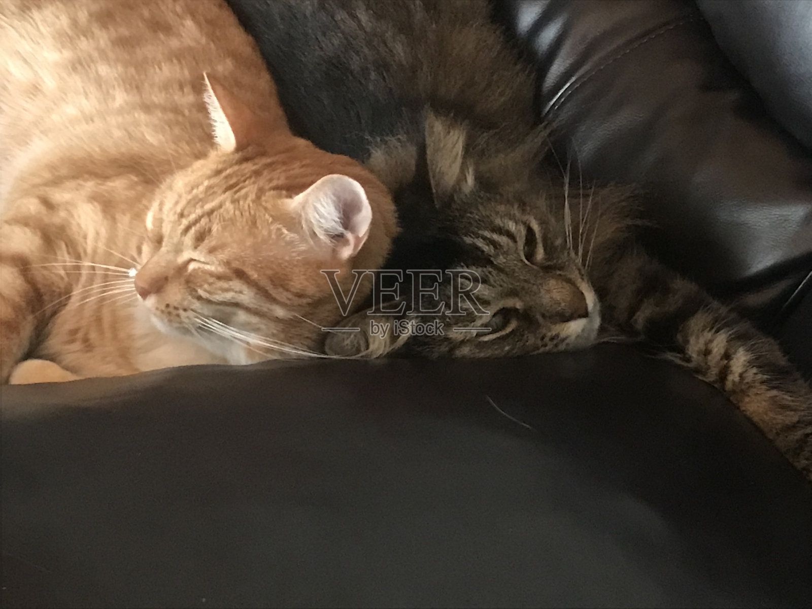 基蒂午睡蒂姆斯照片摄影图片